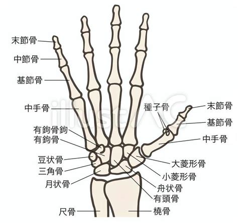 手骨|手根骨や手指の解剖や筋肉をイラストで徹底解説！覚。